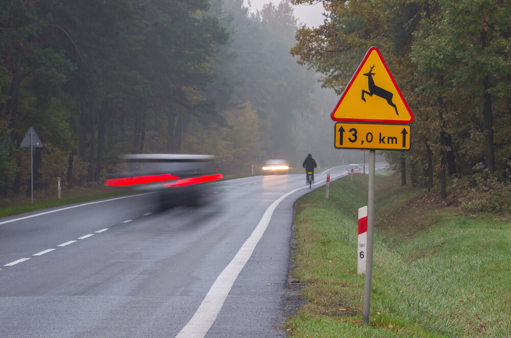 czy masz prawo do odszkodowania za zderzenie z dzikiem?